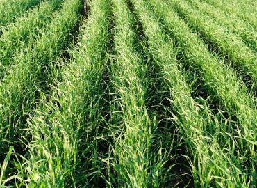 лаповый пк фотошоп